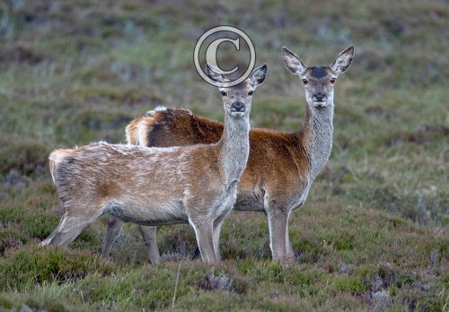 Red Hinds, N Uist 4